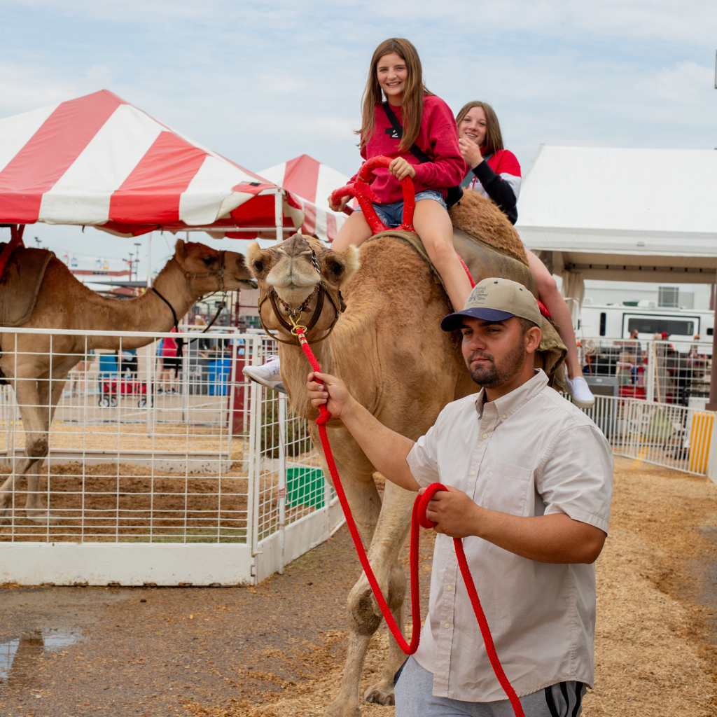 Hedricks Camel Rides Square